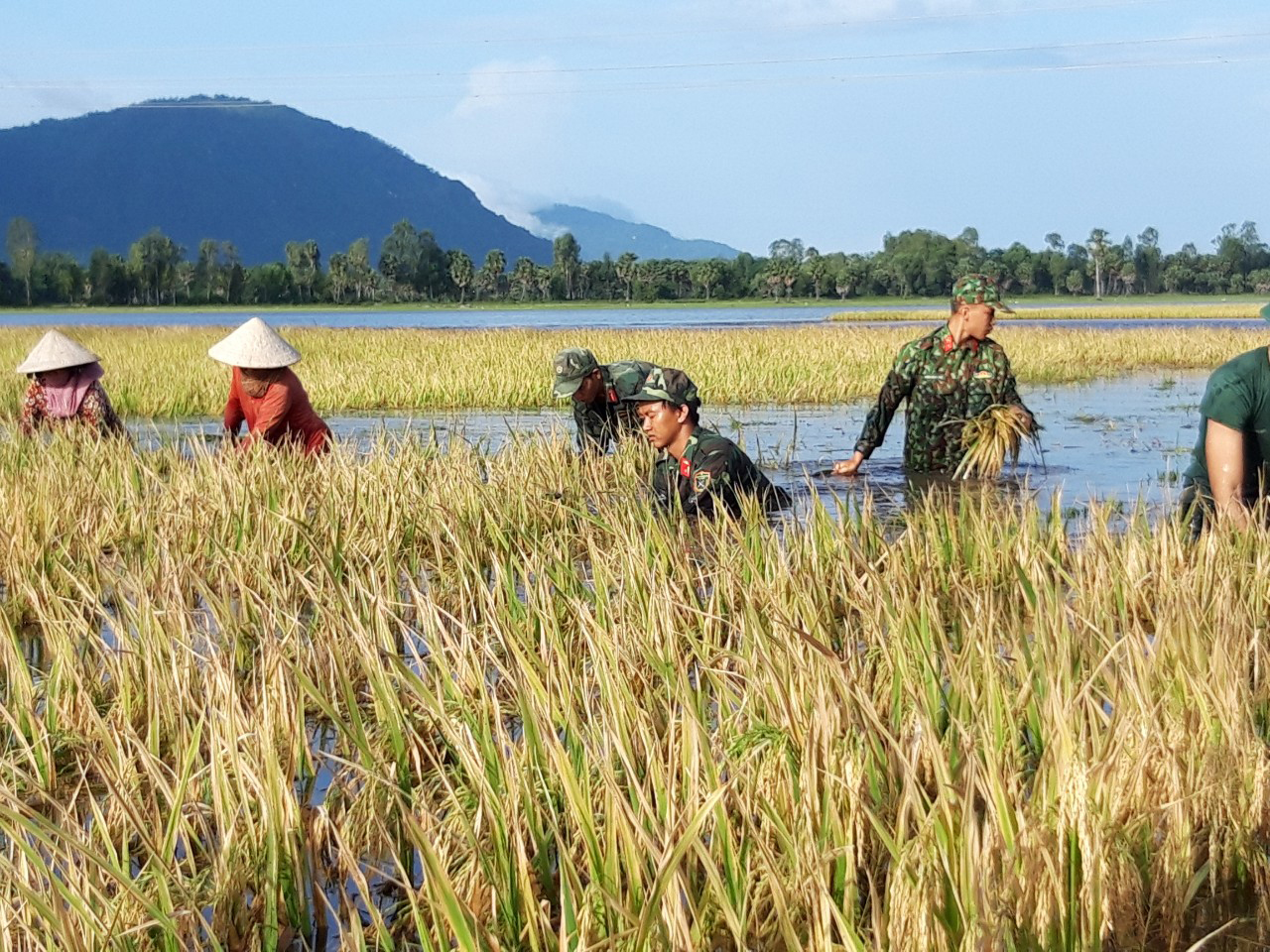 Dầm mình gặt lúa giúp dân